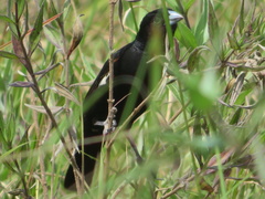 Euplectes albonotatus