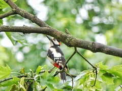 Dendrocopos major