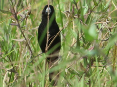 Euplectes albonotatus