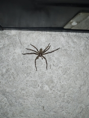 Polybetes rapidus