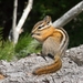 Red-tailed Chipmunk - Photo (c) Justin Diaz, some rights reserved (CC BY), uploaded by Justin Diaz