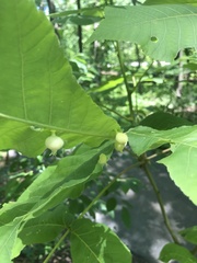 Phylloxera caryaegummosa