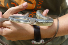 Masticophis bilineatus