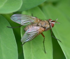 Cryptomeigenia