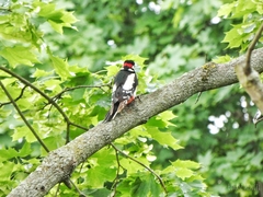 Dendrocopos major