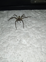 Polybetes rapidus