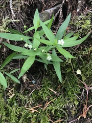 Moehringia