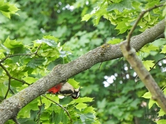 Dendrocopos major