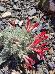 Astragalus coccineus