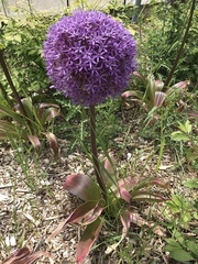 Allium giganteum