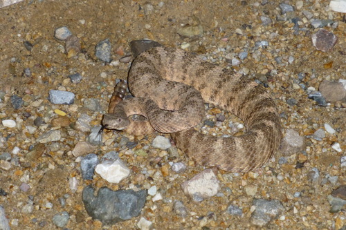 Photo of a Tiger Rattlesnake (Crotalus tigris)