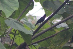 Querula purpurata