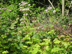 Valeriana pyrenaica