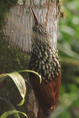 Xiphorhynchus lachrymosus