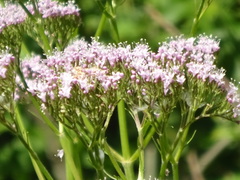 Valeriana pyrenaica