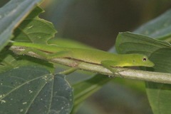 Anolis chloris
