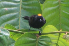 Tachyphonus delatrii