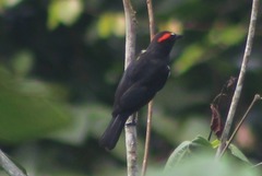 Heterospingus xanthopygius