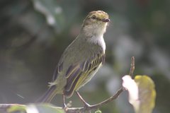 Zimmerius albigularis