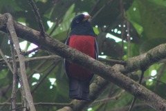 Trogon comptus