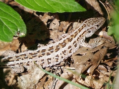 Lacerta agilis