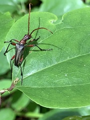 Stenocorus cylindricollis