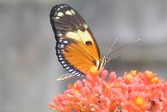 Heliconius ismenius metaphorus