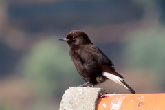 Black Wheatear photo 4