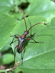 Stenocorus cylindricollis