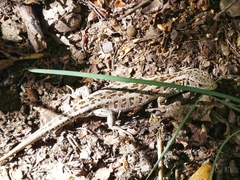 Lacerta agilis