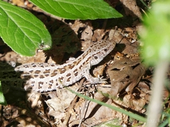 Lacerta agilis