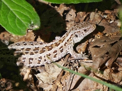 Lacerta agilis