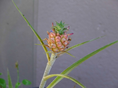 Ananas comosus microstachys