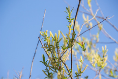 Salix