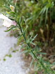 Misopates calycinum