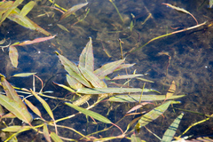 Persicaria amphibia