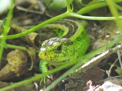 Lacerta agilis