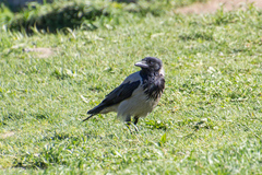 Corvus cornix