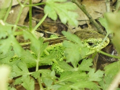 Lacerta agilis