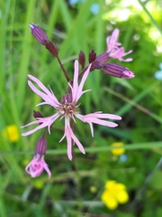 Silene flos-cuculi