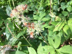 Hydrophyllum tenuipes