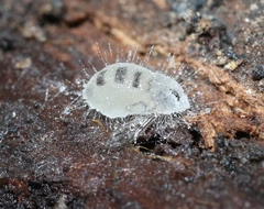 Entomophthoraceae