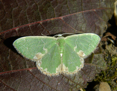 Comibaena bajularia