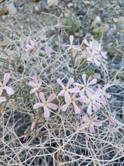 Phlox stansburyi
