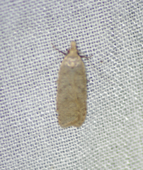 Dichomeris ventrellus