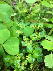 Chrysosplenium glechomifolium