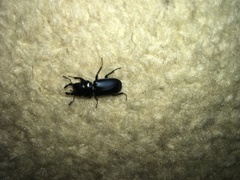 Platycerus oregonensis