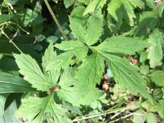 Hydrophyllum tenuipes