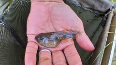 Pelobates fuscus insubricus