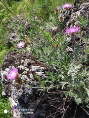 Psephellus sibiricus